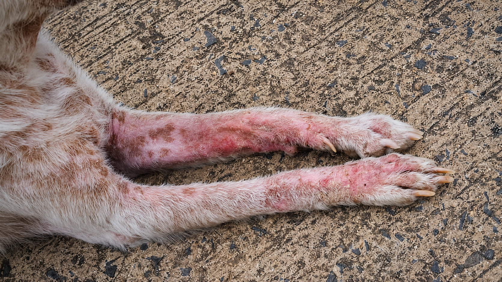 Sarna em cachorro como tratar: guia completo para tutores