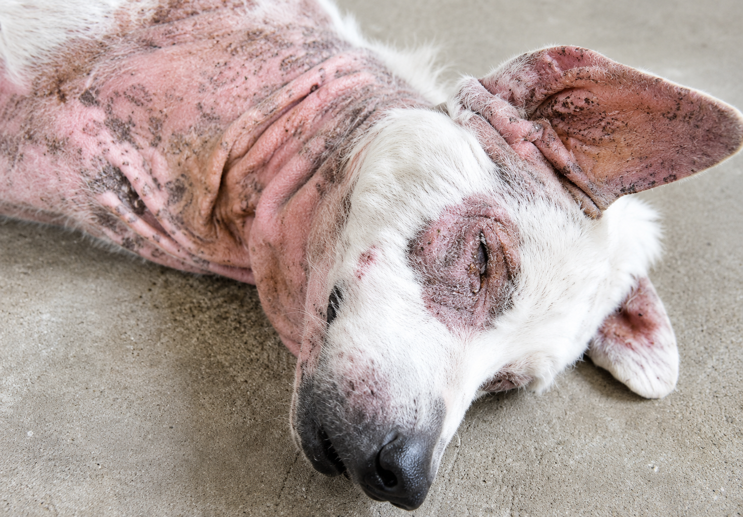 Sarna em cachorro como tratar: guia completo para tutores &mdash; Preven&ccedil;&atilde;o: como evitar que a sarna volte
