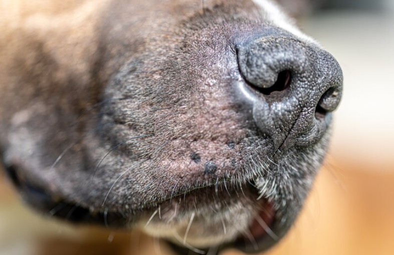 Piodermite canina: sinais de alerta e como agir para proteger seu c&atilde;o &mdash; Ra&ccedil;as mais predispostas &agrave; piodermite