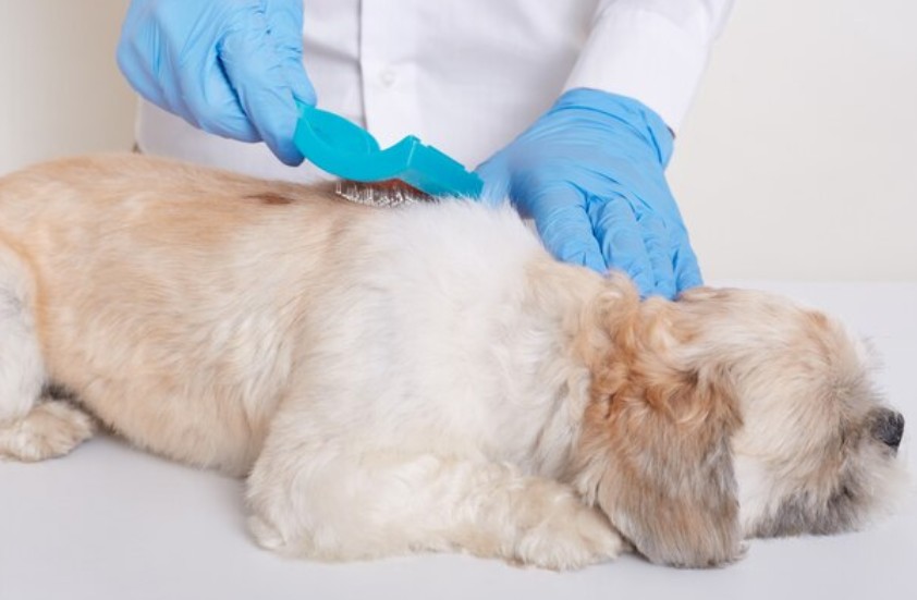 Micose em cachorro: A gen&eacute;tica pode influenciar na predisposi&ccedil;&atilde;o &mdash; Tratamento e cuidados no dia a dia