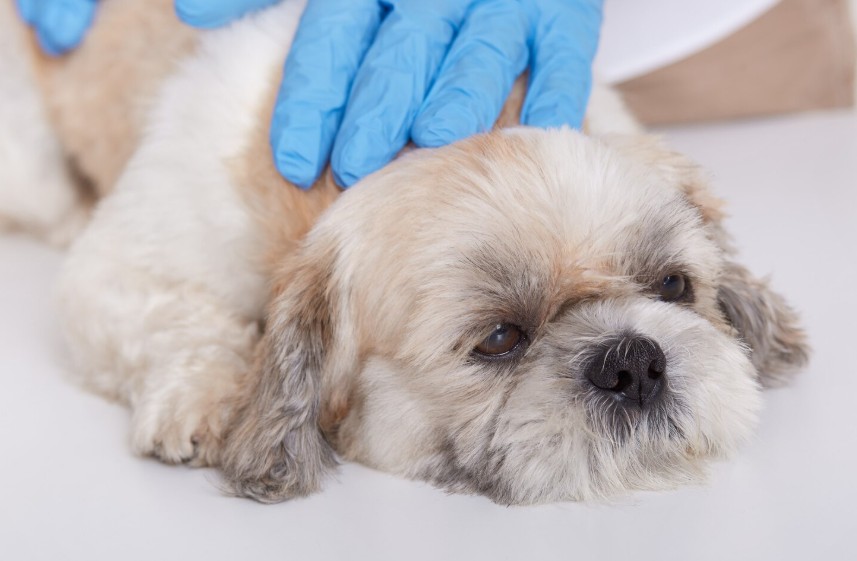 Micose em cachorro: A gen&eacute;tica pode influenciar na predisposi&ccedil;&atilde;o &mdash; Ci&ecirc;ncia e cuidado juntos com a petgenoma